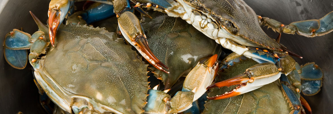 Sal's Riverside Seafood & Catering